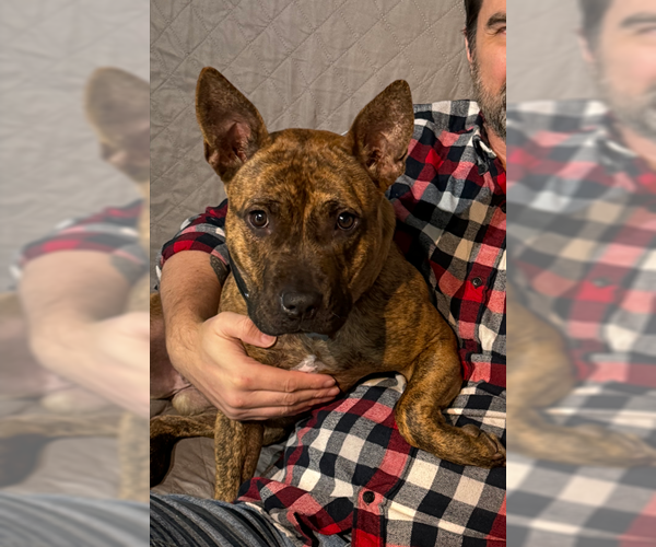 Medium Photo #8 Staffordshire Bull Terrier-Unknown Mix Puppy For Sale in Shermans Dale, PA, USA