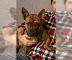 Small #7 Staffordshire Bull Terrier Mix