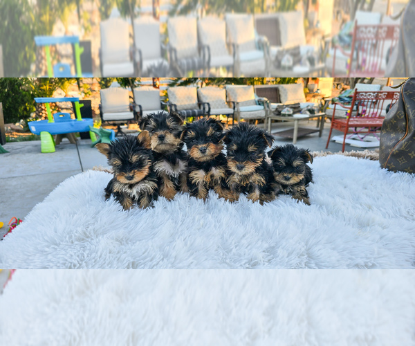 Medium Photo #1 Yorkshire Terrier Puppy For Sale in HESPERIA, CA, USA