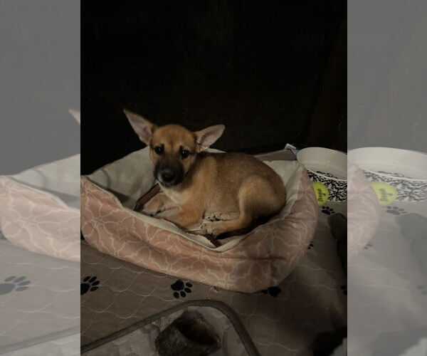Medium Photo #4 Mutt Puppy For Sale in The Woodlands, TX, USA