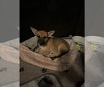 Small #3 Mutt