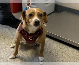 Chihuahua-Unknown Mix Dogs for adoption in Visalia, CA, USA