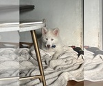 Puppy 4 Samoyed-Siberian Husky Mix