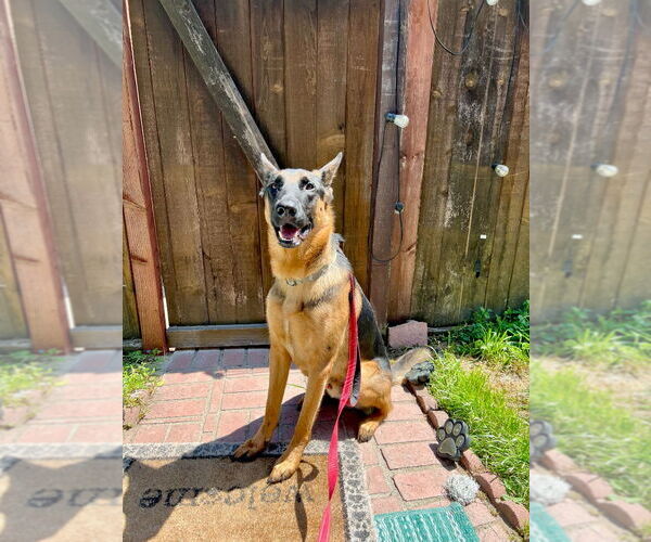 Medium Photo #2 German Shepherd Dog-Unknown Mix Puppy For Sale in Lake Forest, CA, USA