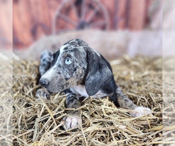 Medium Photo #5 Catahoula Leopard Dog Puppy For Sale in CUMBY, TX, USA