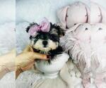 Small #21 Maltipoo