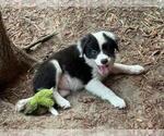 Puppy Willow Australian Shepherd-Jack Russell Terrier Mix