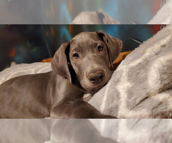 Medium Photo #13 Great Dane Puppy For Sale in INDEPENDENCE, MO, USA