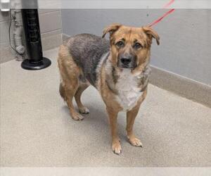 German Shepherd Dog-Unknown Mix Dogs for adoption in Las Vegas, NV, USA