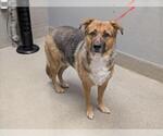 LITTLE BIT - Female German Shepherd Dog-Unknown Mix Dog for Adoption - Small photo