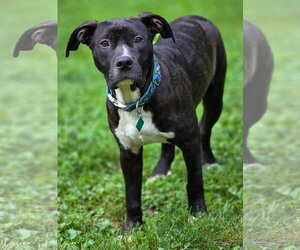 Saint Bernard-Unknown Mix Dogs for adoption in Clarkston, MI, USA