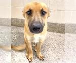Small #1 German Shepherd Dog Mix