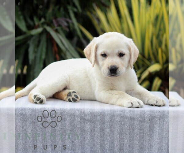 Medium Photo #6 Labrador Retriever Puppy For Sale in GORDONVILLE, PA, USA