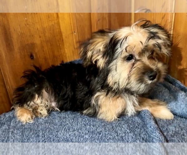 Medium Photo #5 Morkie Puppy For Sale in SILVER LAKE, IN, USA