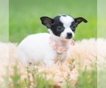 Small #2 Chihuahua