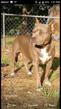 Medium Photo #1 American Pit Bull Terrier Puppy For Sale in ZEBULON, GA, USA