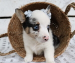 Small Photo #9 Pembroke Welsh Corgi Puppy For Sale in HONEY BROOK, PA, USA