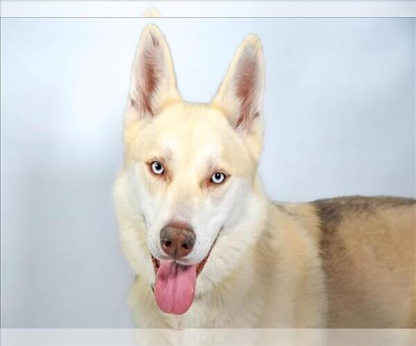 Medium Photo #2 German Shepherd Dog-Siberian Husky Mix Puppy For Sale in Fort Collins, CO, USA