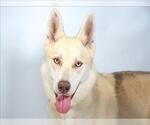 Small #1 German Shepherd Dog-Siberian Husky Mix