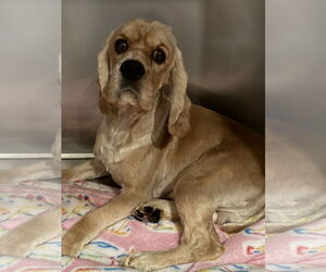 Cocker Spaniel Dogs for adoption in Sioux Falls, SD, USA
