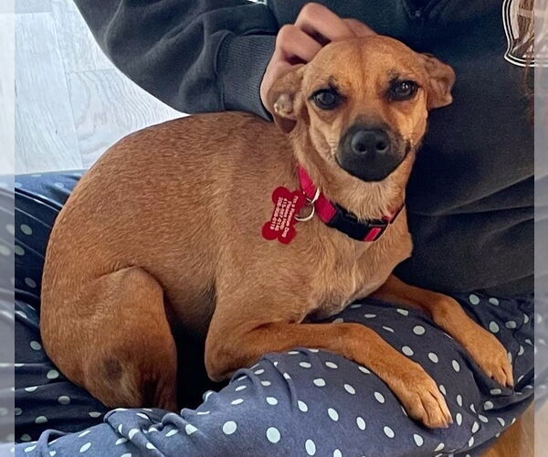 Medium Photo #4 Italian Greyhound-Unknown Mix Puppy For Sale in Bellevue, WA, USA