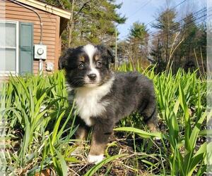 Miniature Australian Shepherd Puppy for Sale in SANDOWN, New Hampshire USA