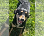 Small Photo #3 German Shepherd Dog-Plott Hound Mix Puppy For Sale in Aurora, IN, USA
