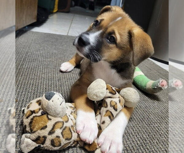 Medium Photo #3 German Shepherd Dog-Unknown Mix Puppy For Sale in Minneapolis, MN, USA