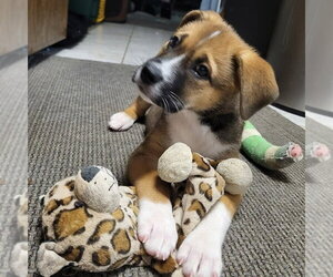 Diamond - Female German Shepherd Dog-Unknown Mix Dog for Adoption - Photo #3