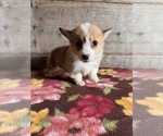 Small #2 Pembroke Welsh Corgi