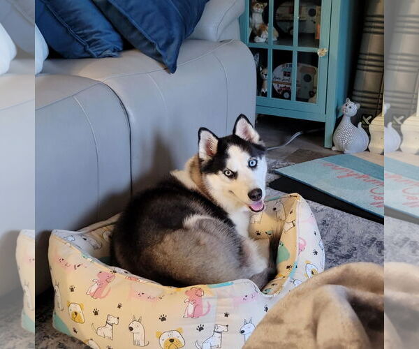 Medium Photo #3 - Mix Puppy For Sale in Scottsboro, AL, USA