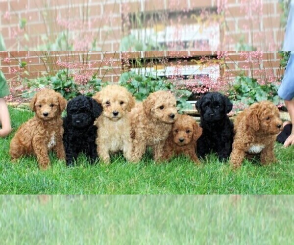 Medium Photo #2 Labradoodle-Poodle (Miniature) Mix Puppy For Sale in NEW PROVIDENCE, PA, USA
