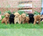 Small Photo #2 Labradoodle-Poodle (Miniature) Mix Puppy For Sale in NEW PROVIDENCE, PA, USA