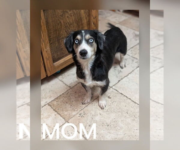 Medium Photo #2 Australian Shepherd-Basset Hound Mix Puppy For Sale in Mesa, AZ, USA