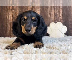 Dachshund Puppy for sale in FRANKLIN, IN, USA