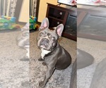 Small Photo #3 American Bully-French Bulldog Mix Puppy For Sale in KENNETT, MO, USA