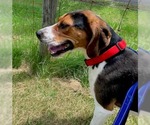 Small #1 Treeing Walker Coonhound