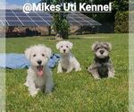 Small #5 Schnauzer (Miniature)
