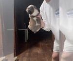 Small #1 Saint Bernard