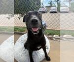 Small Labrador Retriever Mix