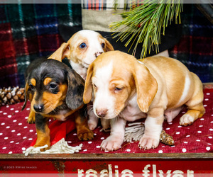 Dachshund Puppy for Sale in WAKARUSA, Indiana USA