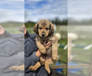 Golden Shepherd Puppy for Sale in FERNDALE, Washington USA