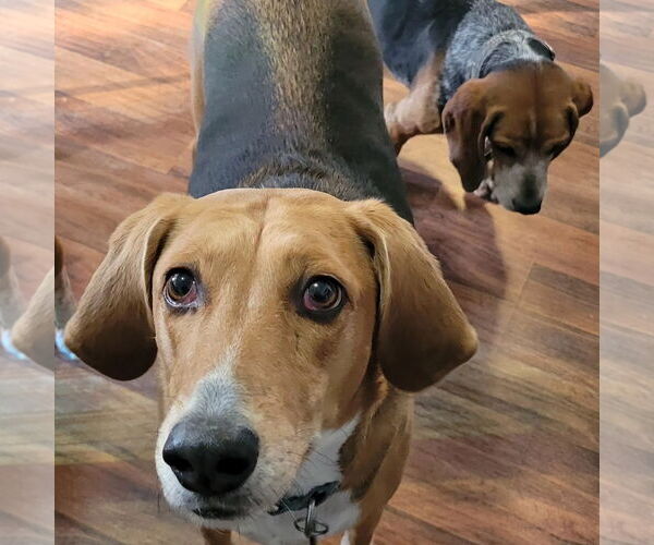 Medium Photo #2 Beagle-Unknown Mix Puppy For Sale in Las Vegas, NV, USA