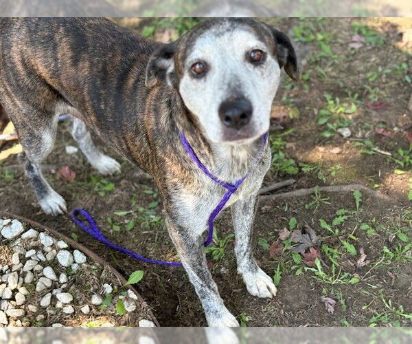 Medium Photo #1 Mutt Puppy For Sale in Tulsa, OK, USA