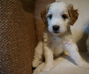 Golden Mountain Doodle  Puppy for sale in JIM FALLS, WI, USA