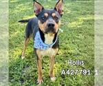 Small #1 Australian Kelpie-Rottweiler Mix