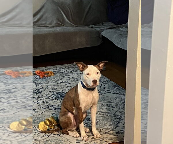 Medium Photo #3 Mutt Puppy For Sale in Springdale, PA, USA