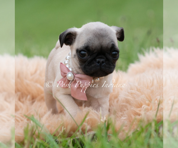 Medium Photo #6 Pug Puppy For Sale in WARSAW, IN, USA