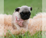 Small #1 Pug