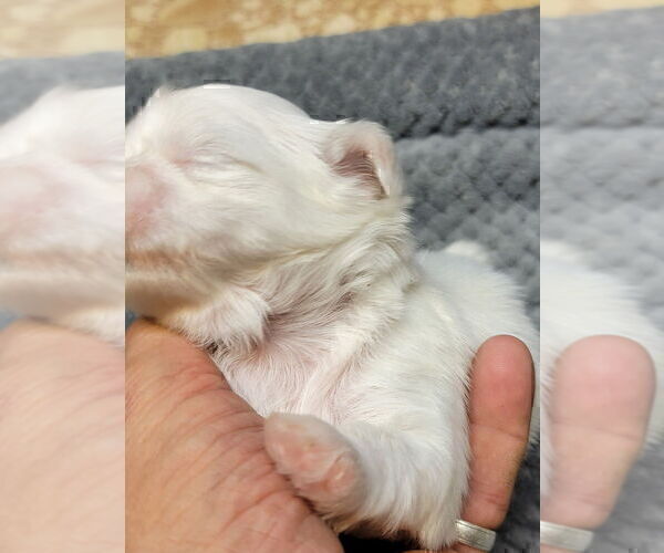 Medium Photo #5 Shih Tzu Puppy For Sale in FANNING SPGS, FL, USA